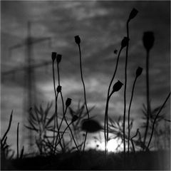 Spinnchen im Mohn vor Sonnenuntergang