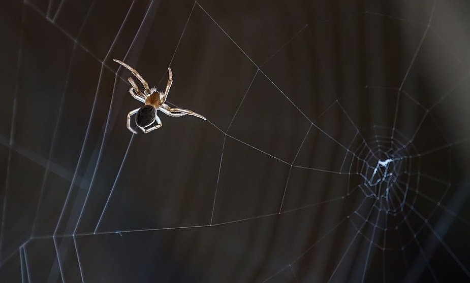 Spinnchen im Netz