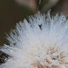 Spinnchen in der Dusche