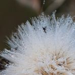 Spinnchen in der Dusche