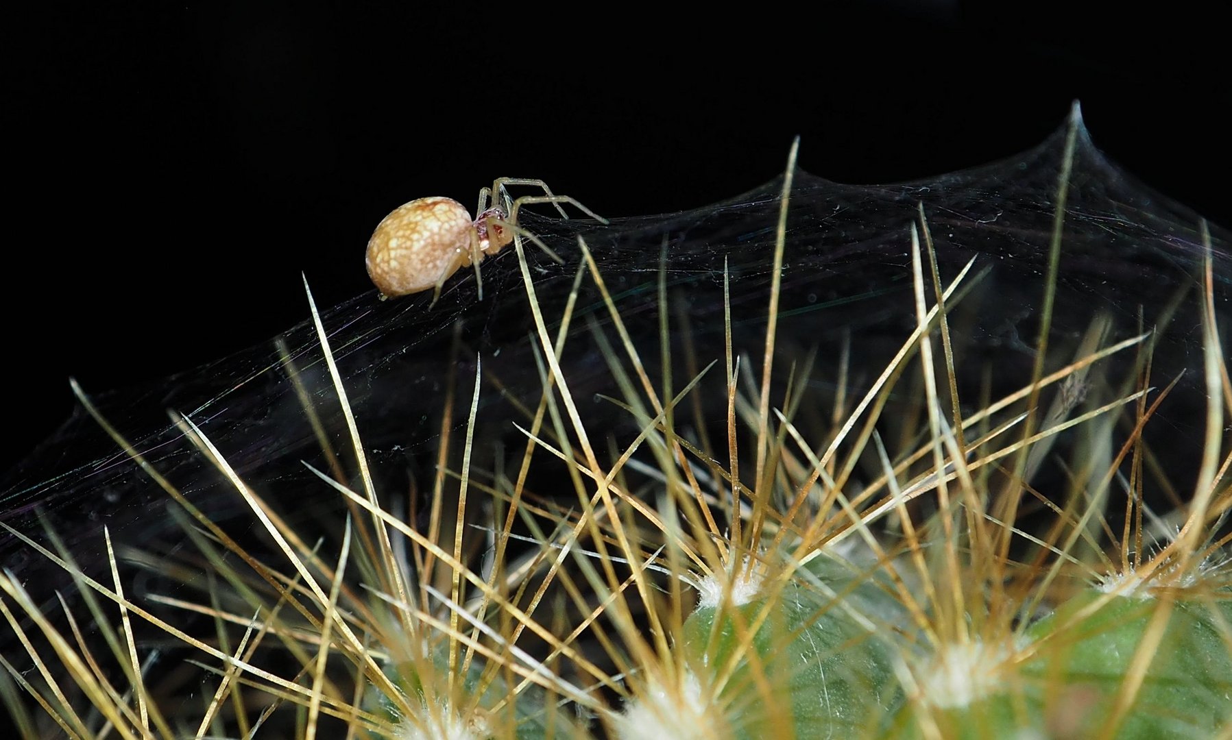 Spinnchen wohnt auf meinem Kaktus....