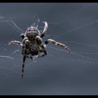 Spinne 01