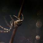 Spinne