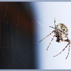 Spinne 02