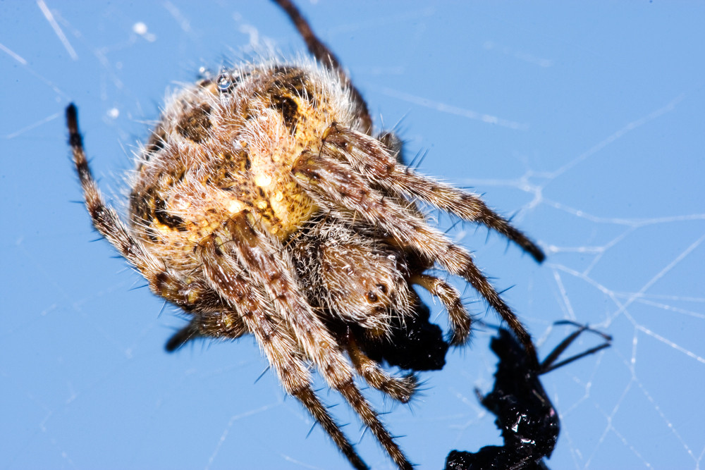 Spinne 04 beim Essen