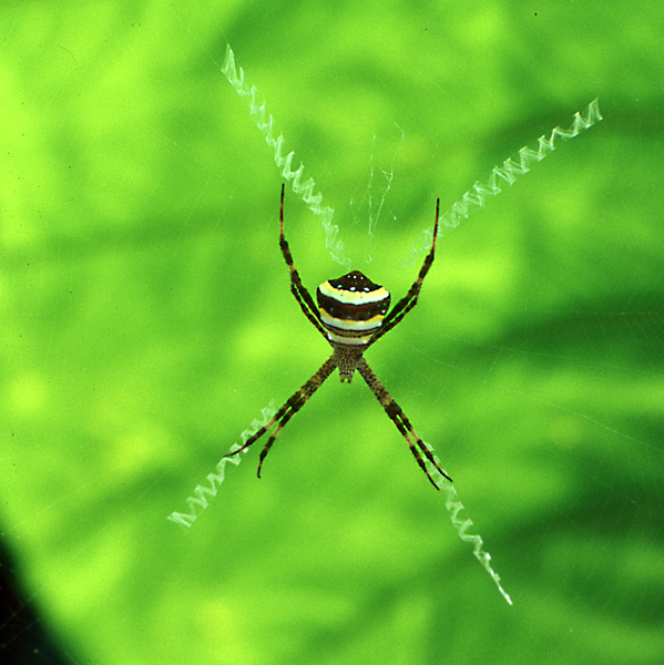 Spinne