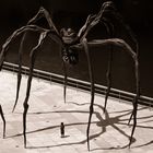 Spinne