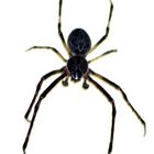 Spinne