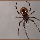 Spinne 1