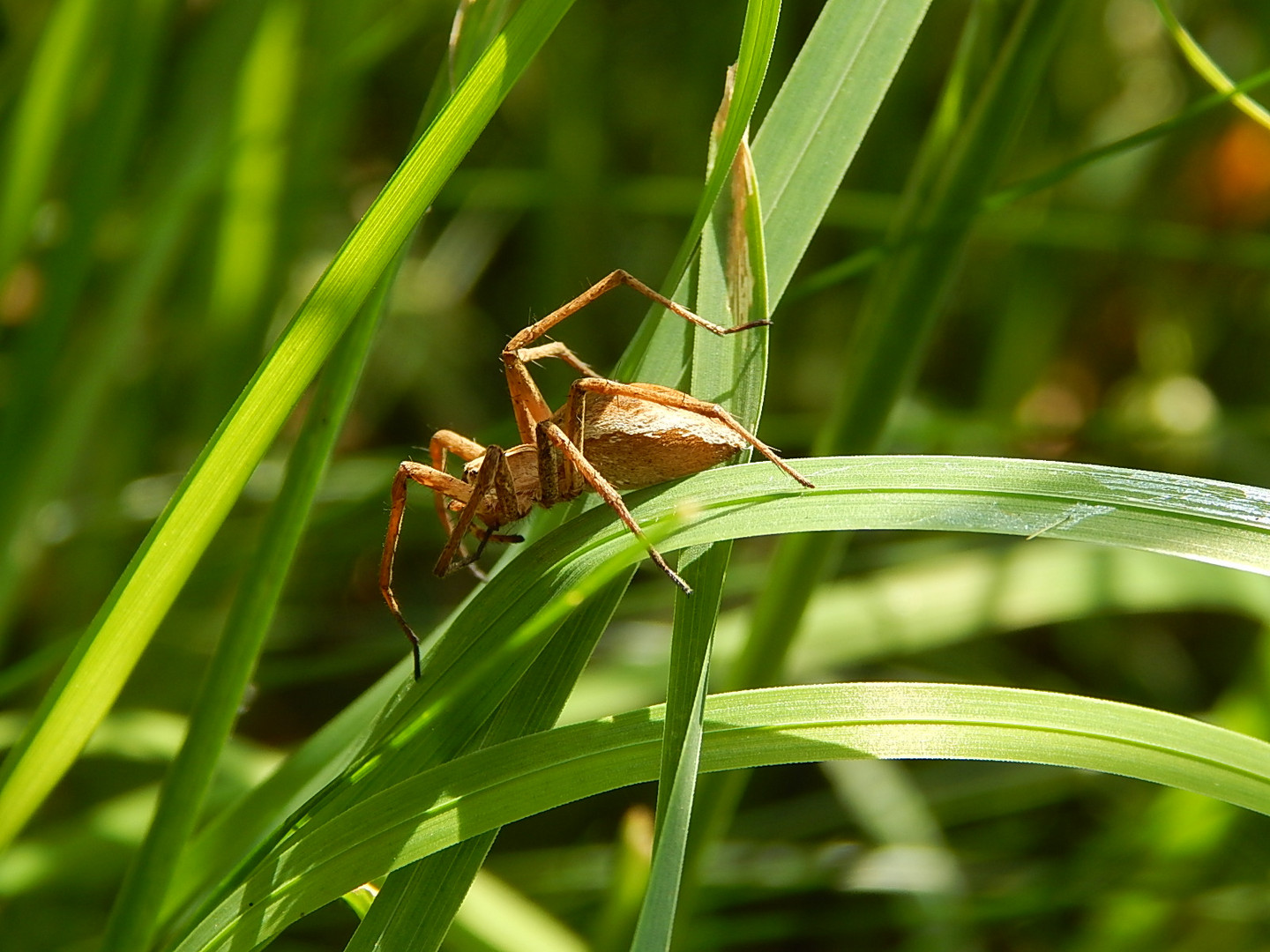 Spinne