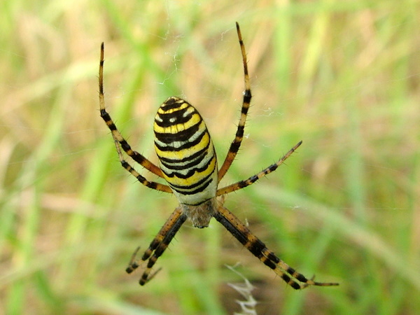 spinne 14