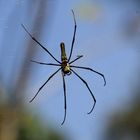 Spinne