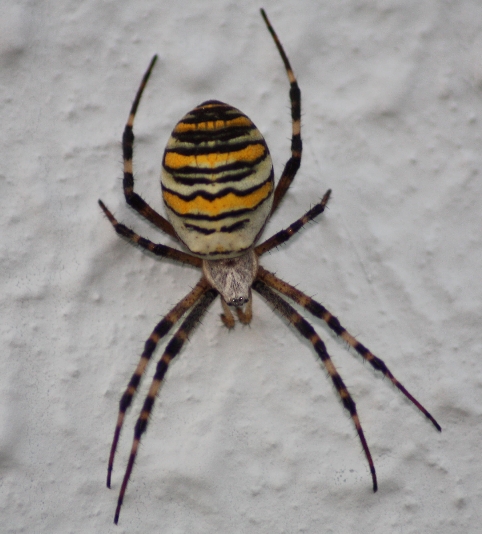 Spinne