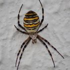 Spinne