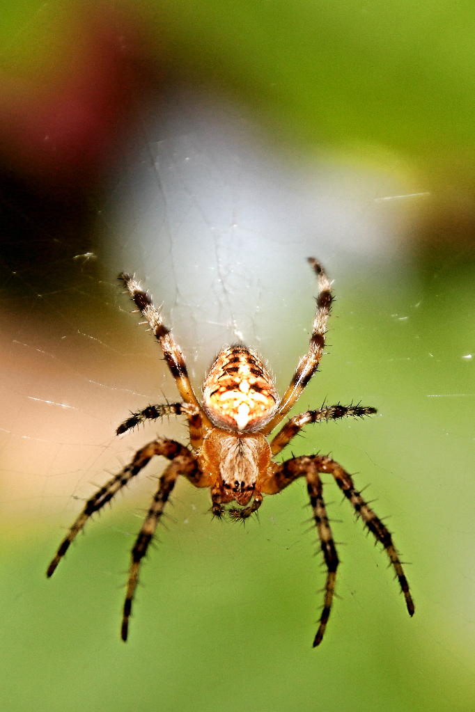 Spinne Foto &amp; Bild | tiere, wildlife, spinnen Bilder auf fotocommunity