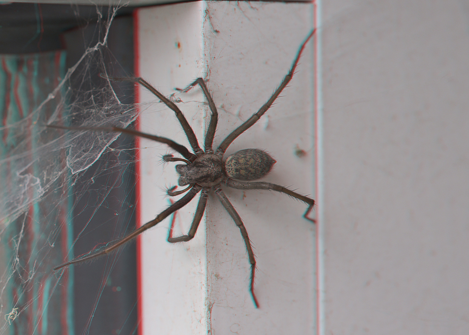 Spinne 1_NZ93217