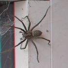 Spinne 1_NZ93217