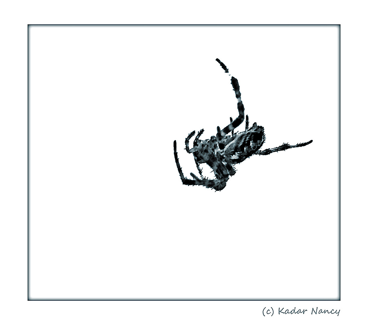 Spinne 2