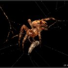 spinne 2