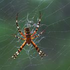 Spinne