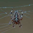 Spinne