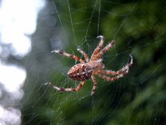 Spinne
