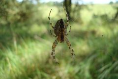 Spinne