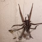 Spinne