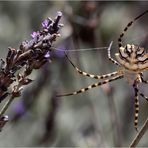 Spinne