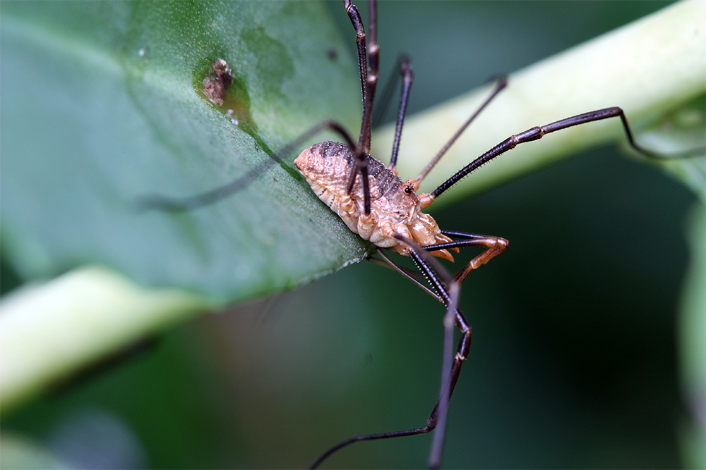 Spinne von aleqs 