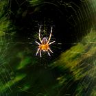 Spinne