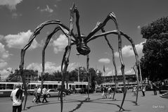 Spinne