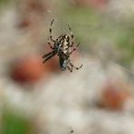 Spinne