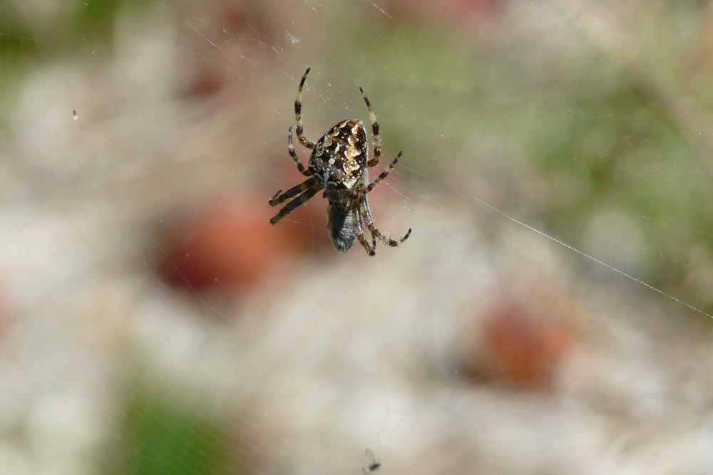 Spinne