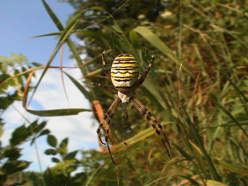 Spinne