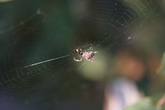 Spinne (5)