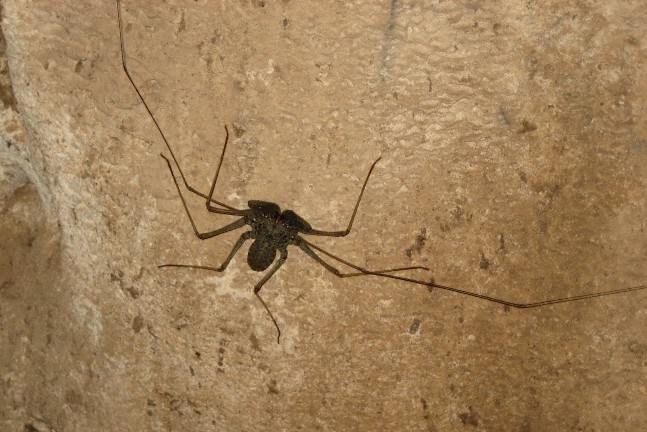 Spinne