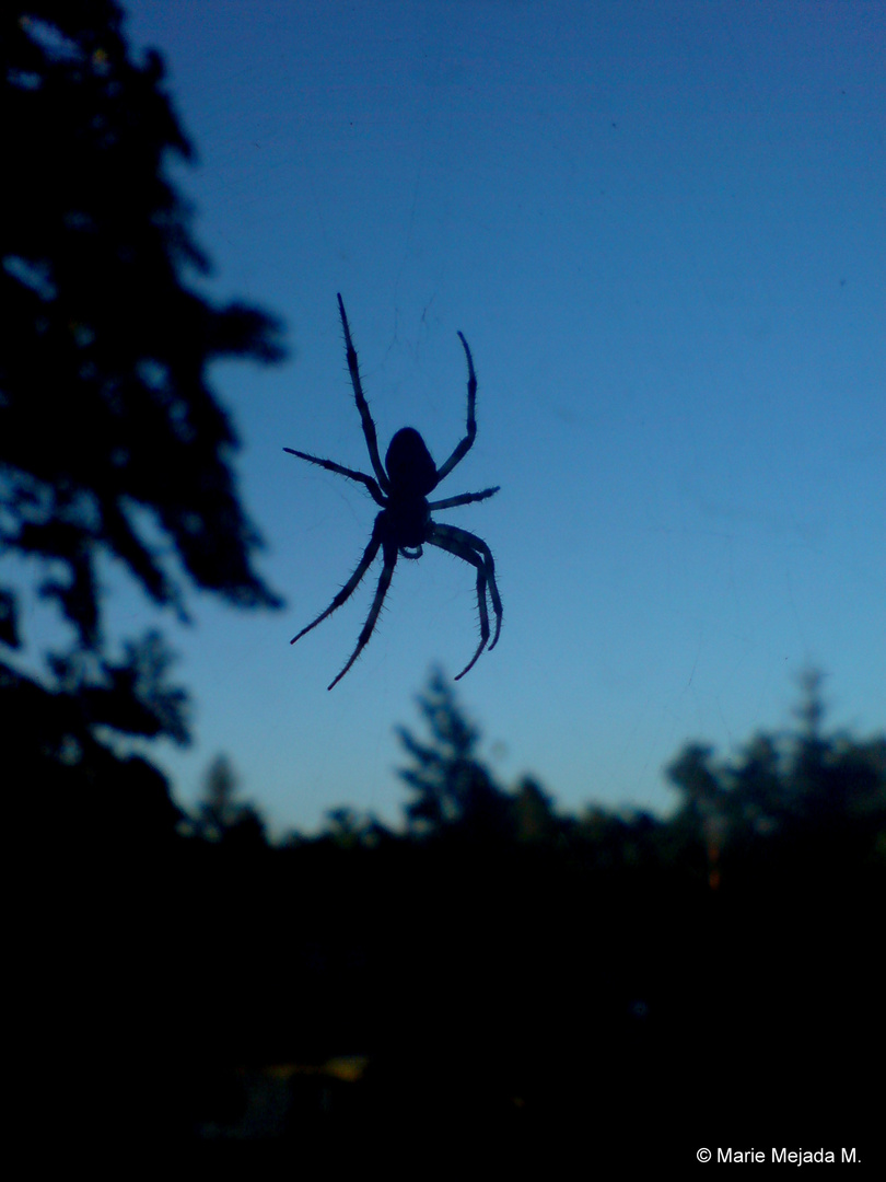 Spinne