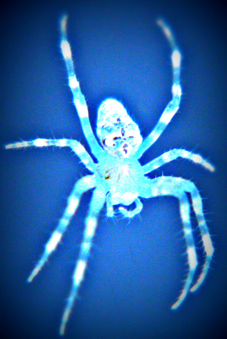 Spinne