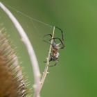 Spinne