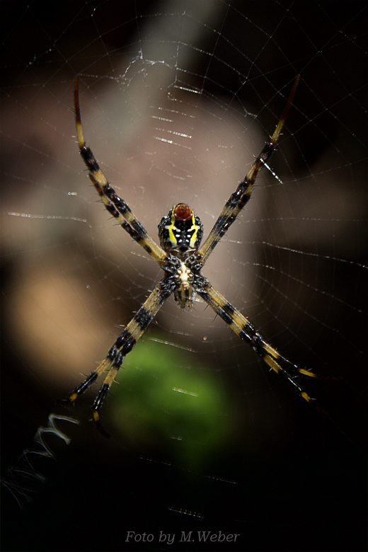 Spinne