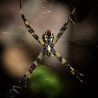 Spinne