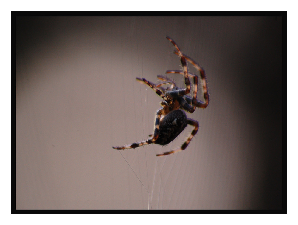 Spinne