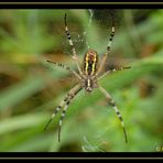 Spinne