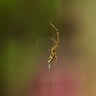 Spinne