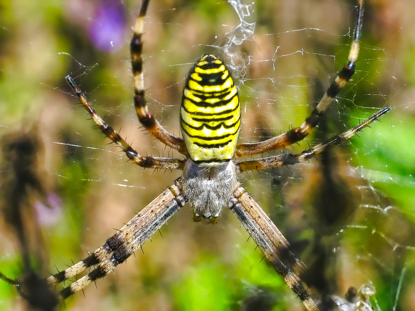 spinne