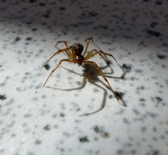 Spinne