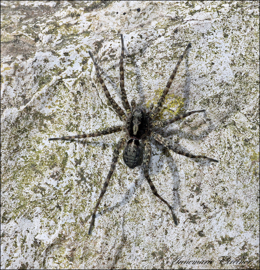 Spinne