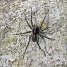 Spinne