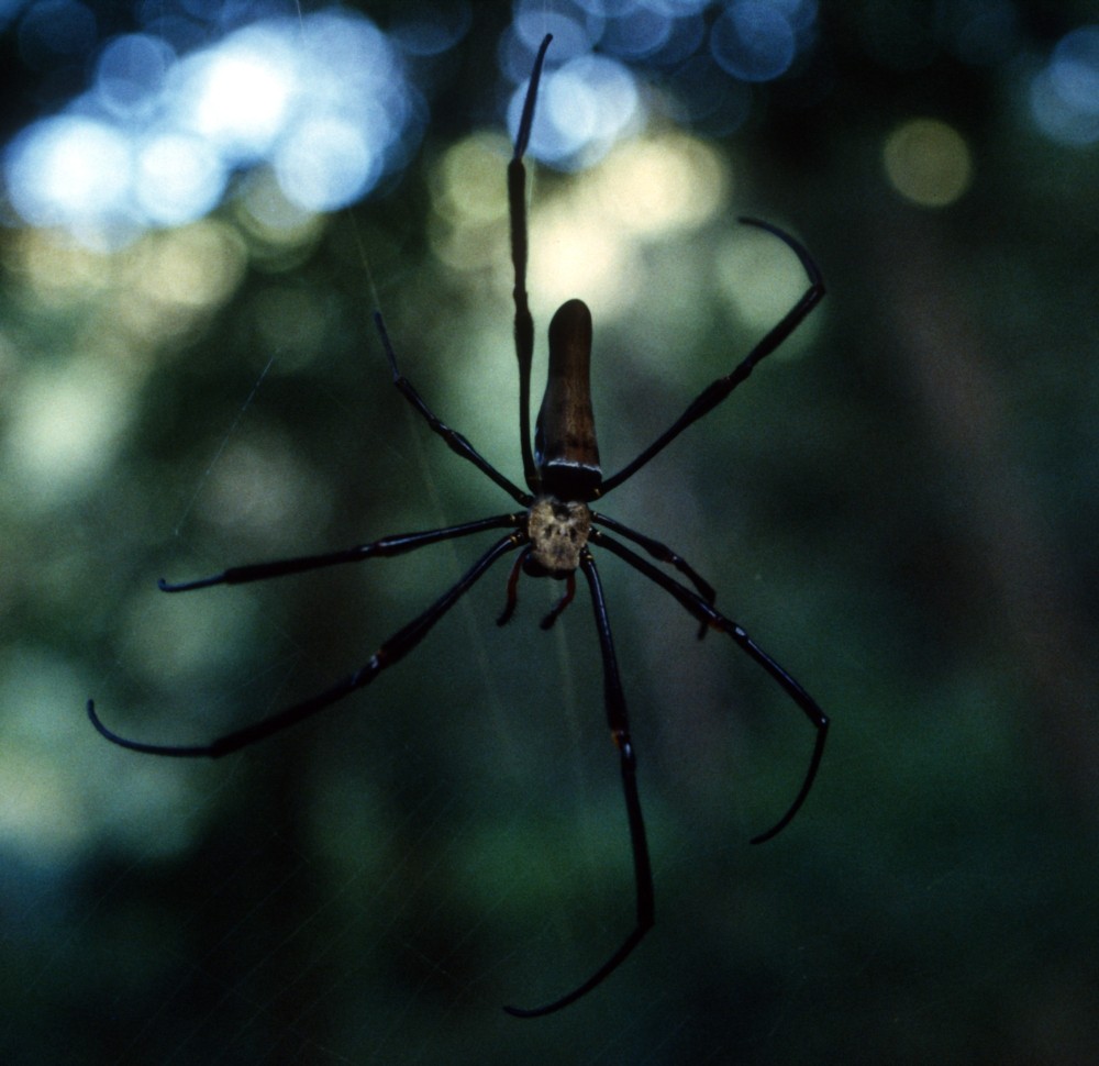 Spinne